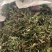 野蒲公英，全草干货，量大价格优惠，可长期供货，欢迎咨询！