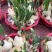 漳州水仙花，基地直供，品相好，量大质优，欢迎联系。