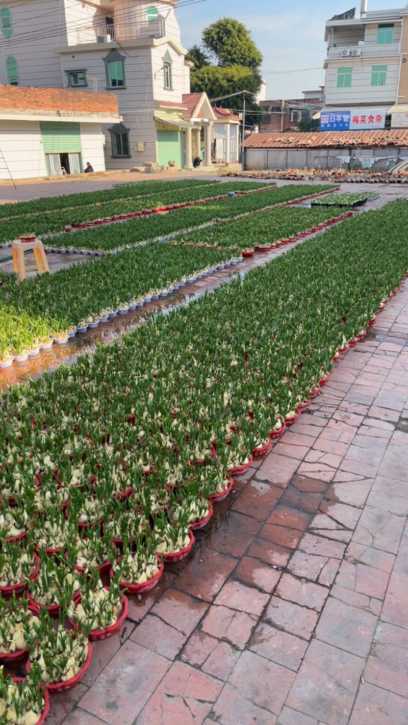 漳州水仙花，基地直供，品相好，量大质优，欢迎联系。
