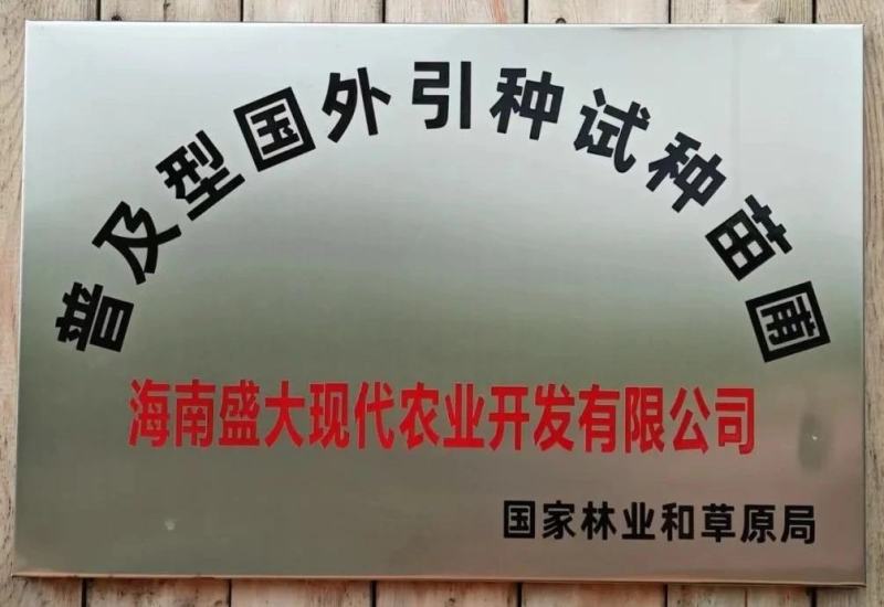 正宗琼中槟榔苗，省示范苗圃品牌保证
