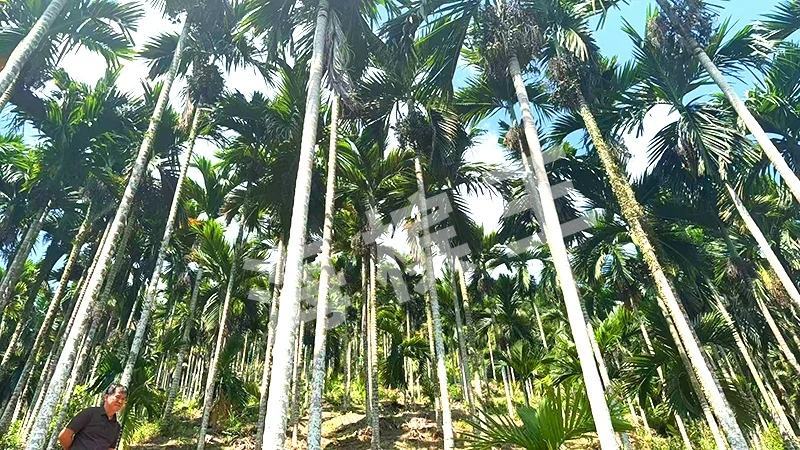 正宗琼中槟榔苗，省示范苗圃品牌保证