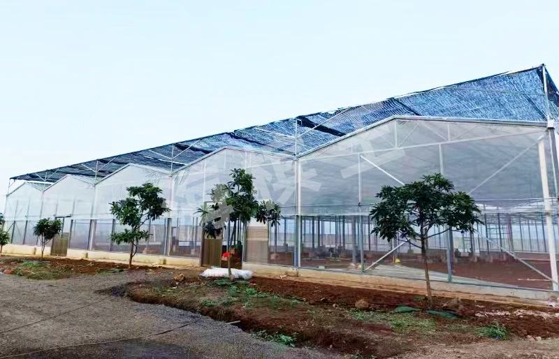 正宗琼中槟榔苗，省示范苗圃品牌保证