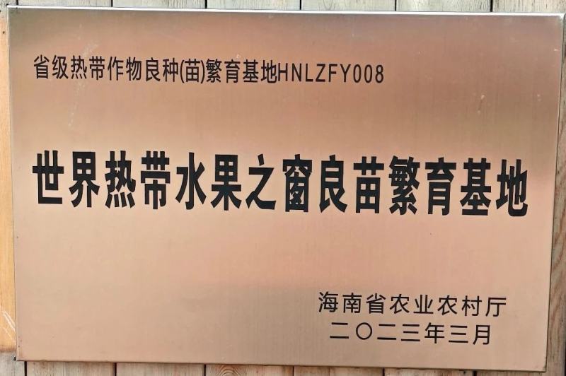 正宗琼中槟榔苗，省示范苗圃品牌保证