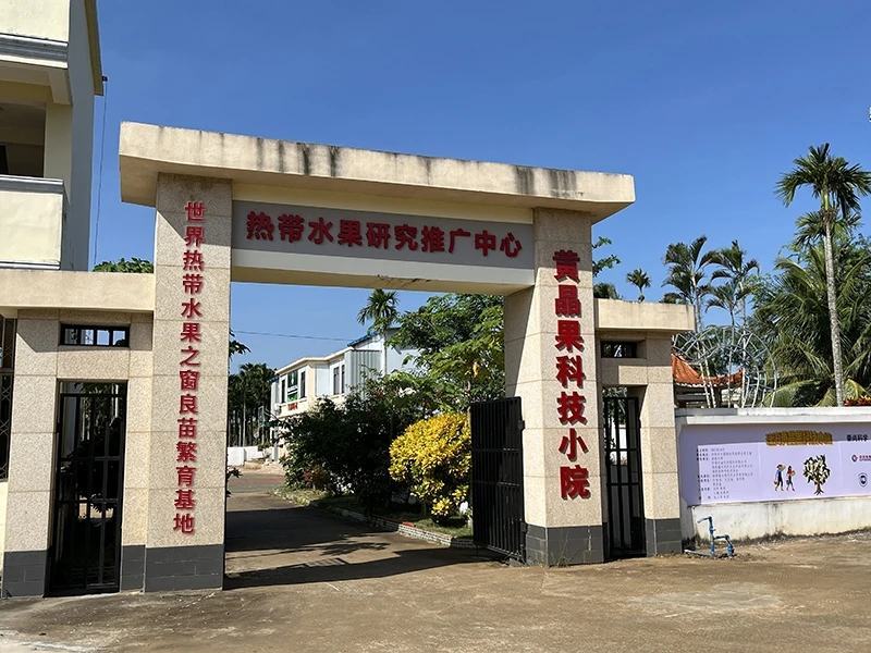正宗琼中槟榔苗，省示范苗圃品牌保证