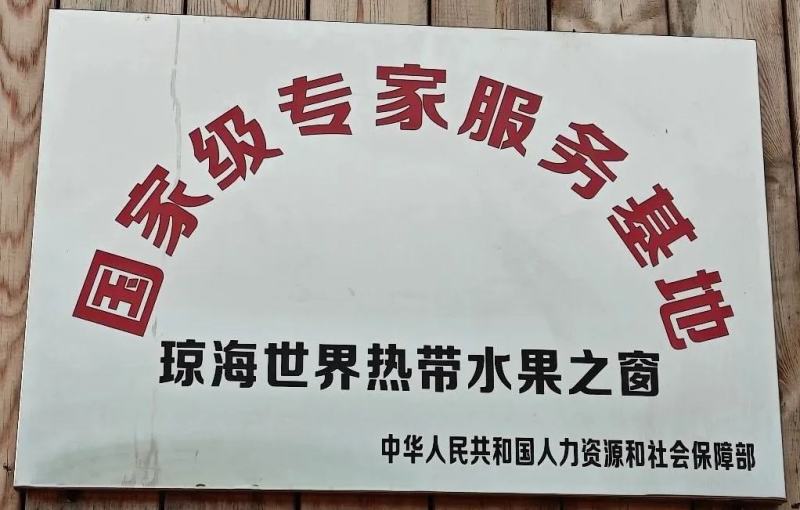 正宗琼中槟榔苗，省示范苗圃品牌保证