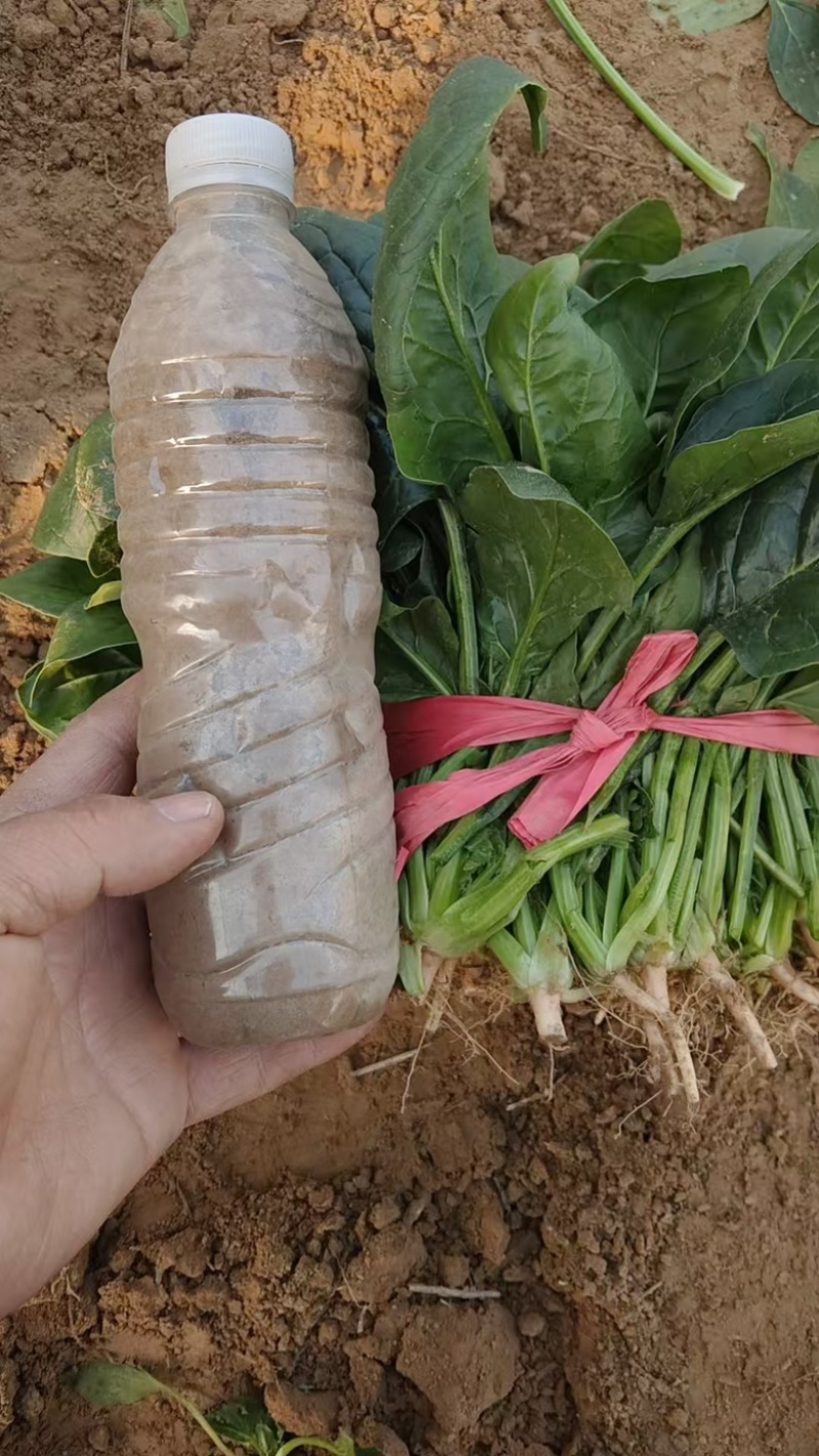 大叶菠菜大量上市，货源充足，大量现货，需要的联系