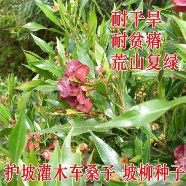 车桑子灌木种子坡柳边坡绿化矿山恢复护坡草籽高速公路护坡