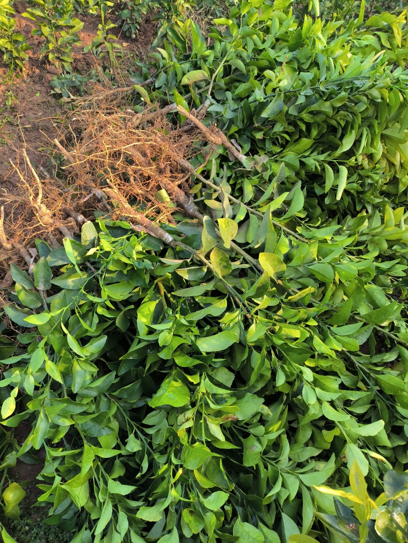 沙糖橘苗金秋沙糖橘苗早熟沙糖橘品种纯正技术支持