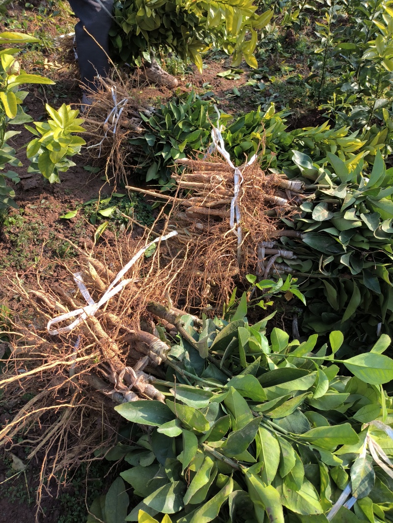 沙糖橘苗金秋沙糖橘苗早熟沙糖橘品种纯正技术支持