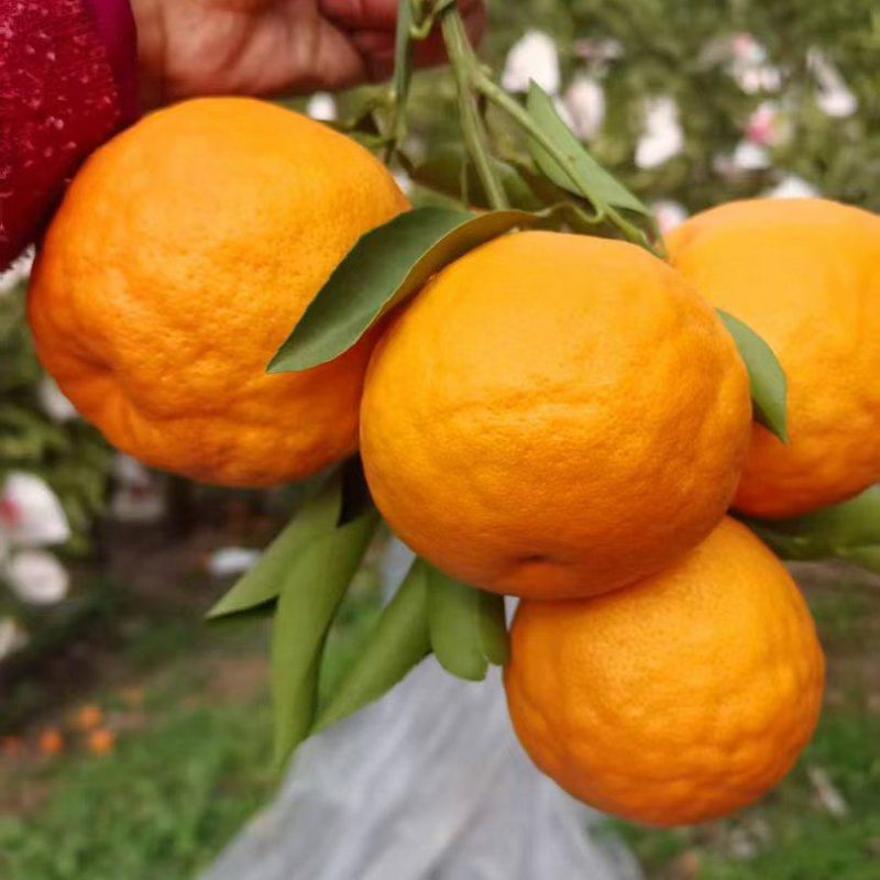 精品春见耙耙柑货源充足量大从优质量保证欢迎咨询