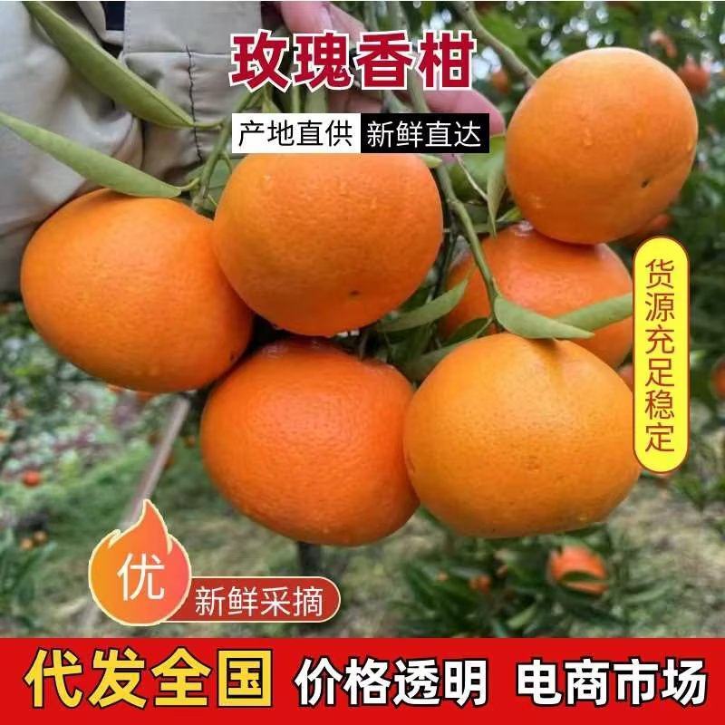 玫瑰香柑产地供应货源充足量大从优质量保证欢迎咨询