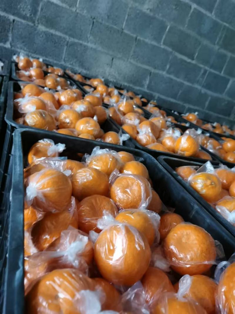 湖南精品碰柑大量供应品质保证价格美丽对接全国市场