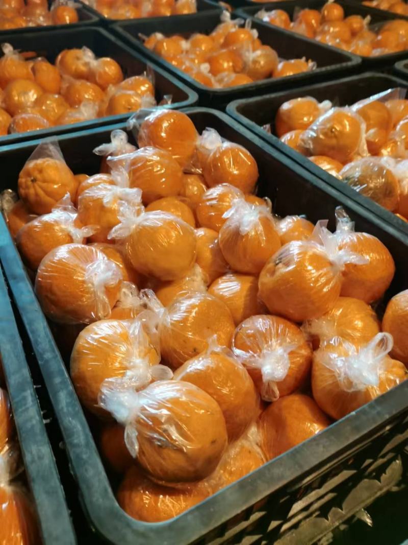 湖南精品碰柑大量供应品质保证价格美丽对接全国市场