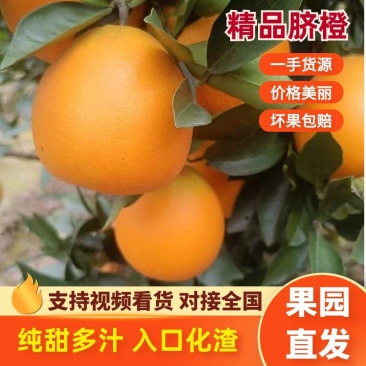 精品脐橙四川脐橙一手货源质量保证诚信经营欢迎咨询