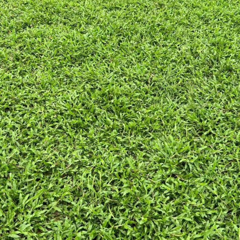 台湾草，大叶油，马尼拉，夏威夷