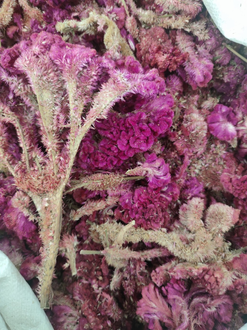 中药材鸡冠花1公斤鸡冠花干花白色鸡冠花晒干有红鸡冠花