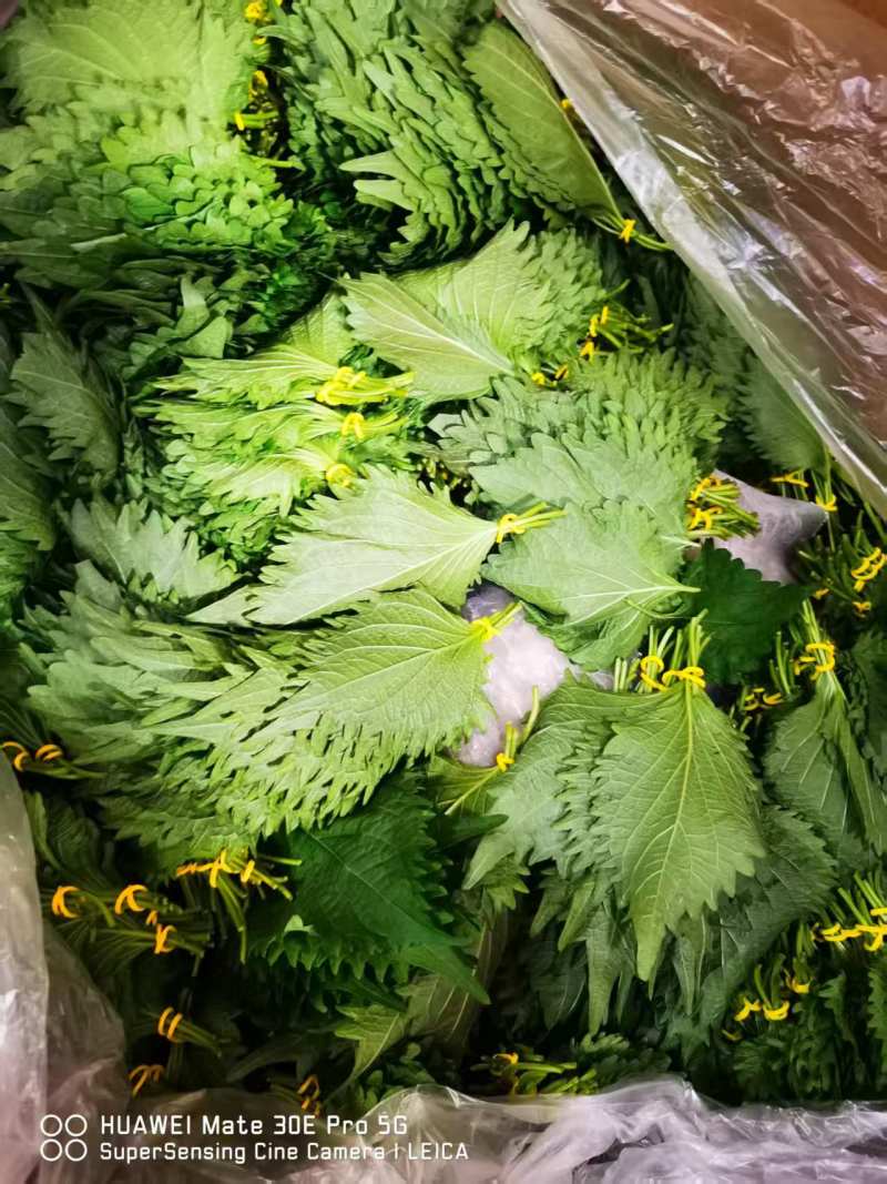 随时可聊大叶，日苏紫苏叶货源广泛全国各地随叫随到