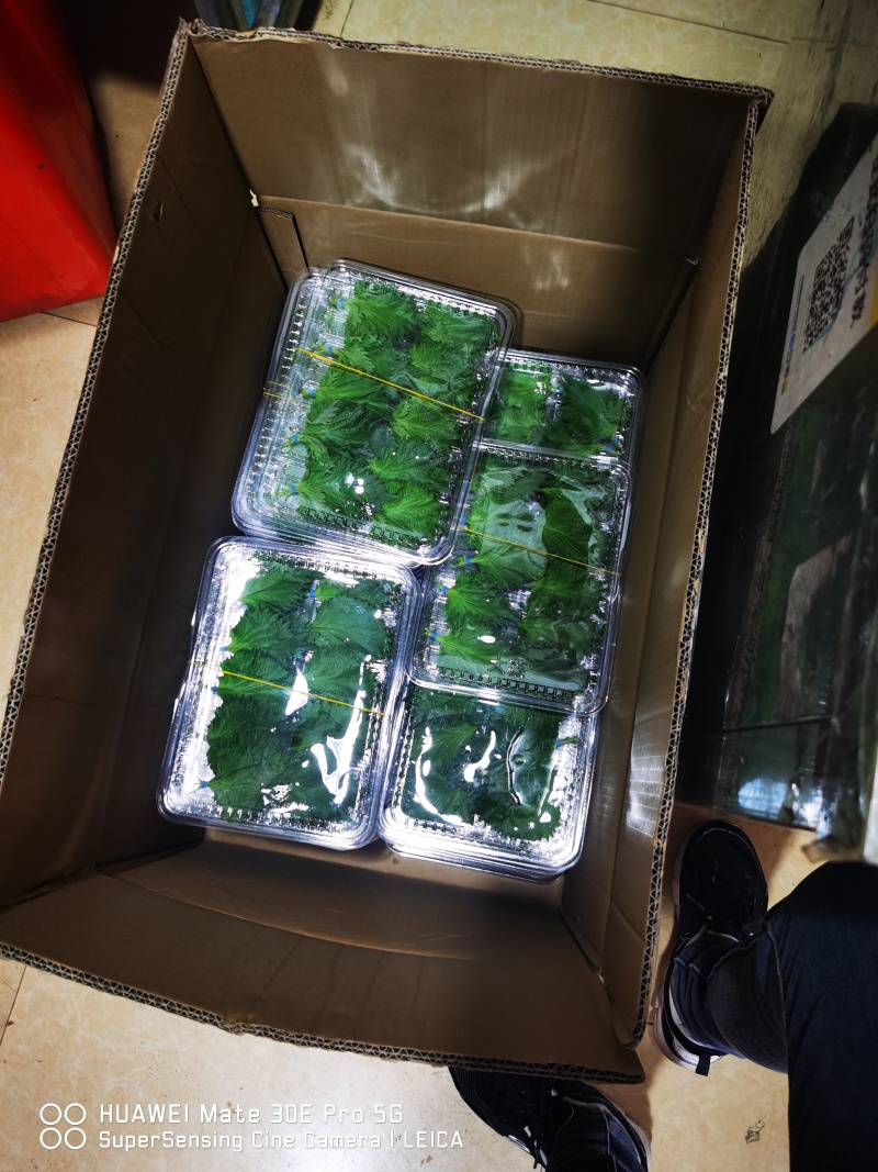 随时可聊大叶，日苏紫苏叶货源广泛全国各地随叫随到
