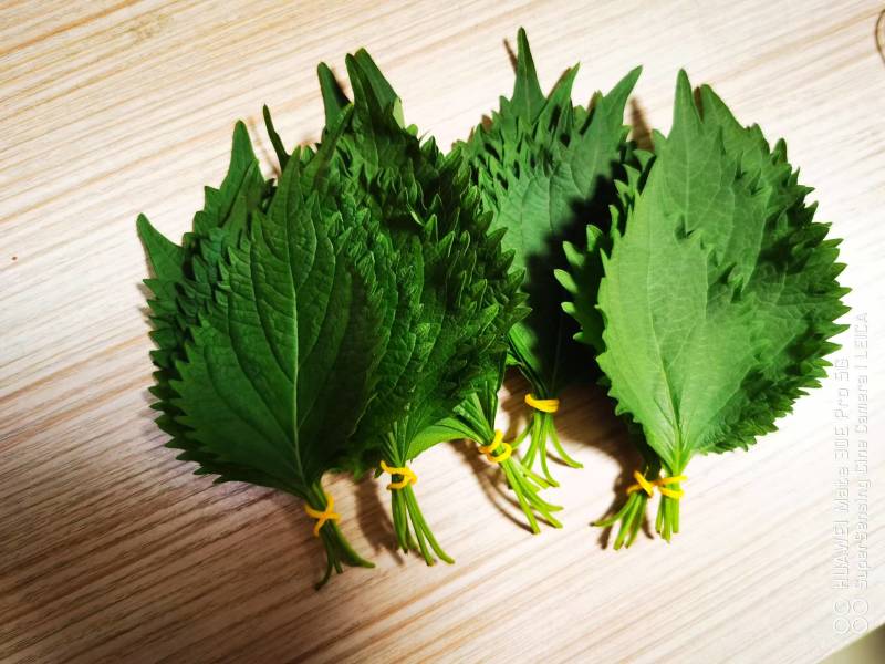 随时可聊大叶，日苏紫苏叶货源广泛全国各地随叫随到