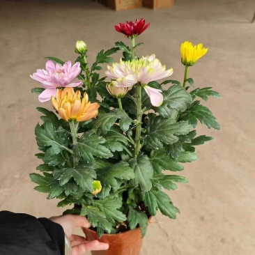 2501基地长期批发供应各种菊花盆栽年宵摆花