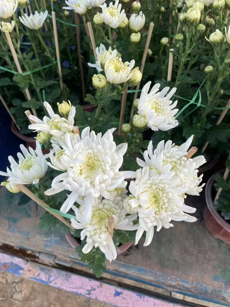 2501基地长期批发供应各种菊花盆栽年宵摆花