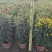 2501基地长期批发供应各种菊花盆栽年宵摆花