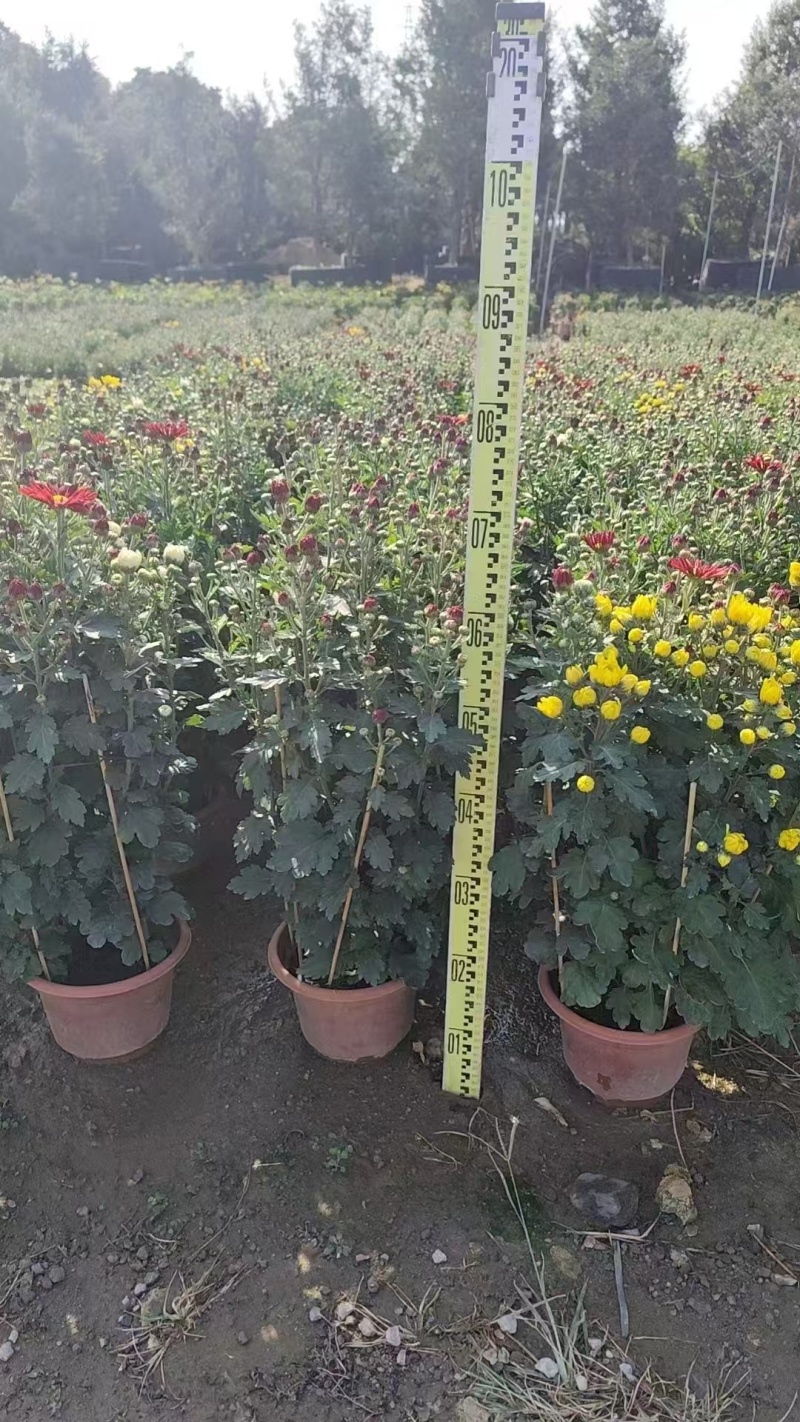 2501基地长期批发供应各种菊花盆栽年宵摆花