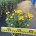 2501基地长期批发供应各种菊花盆栽年宵摆花