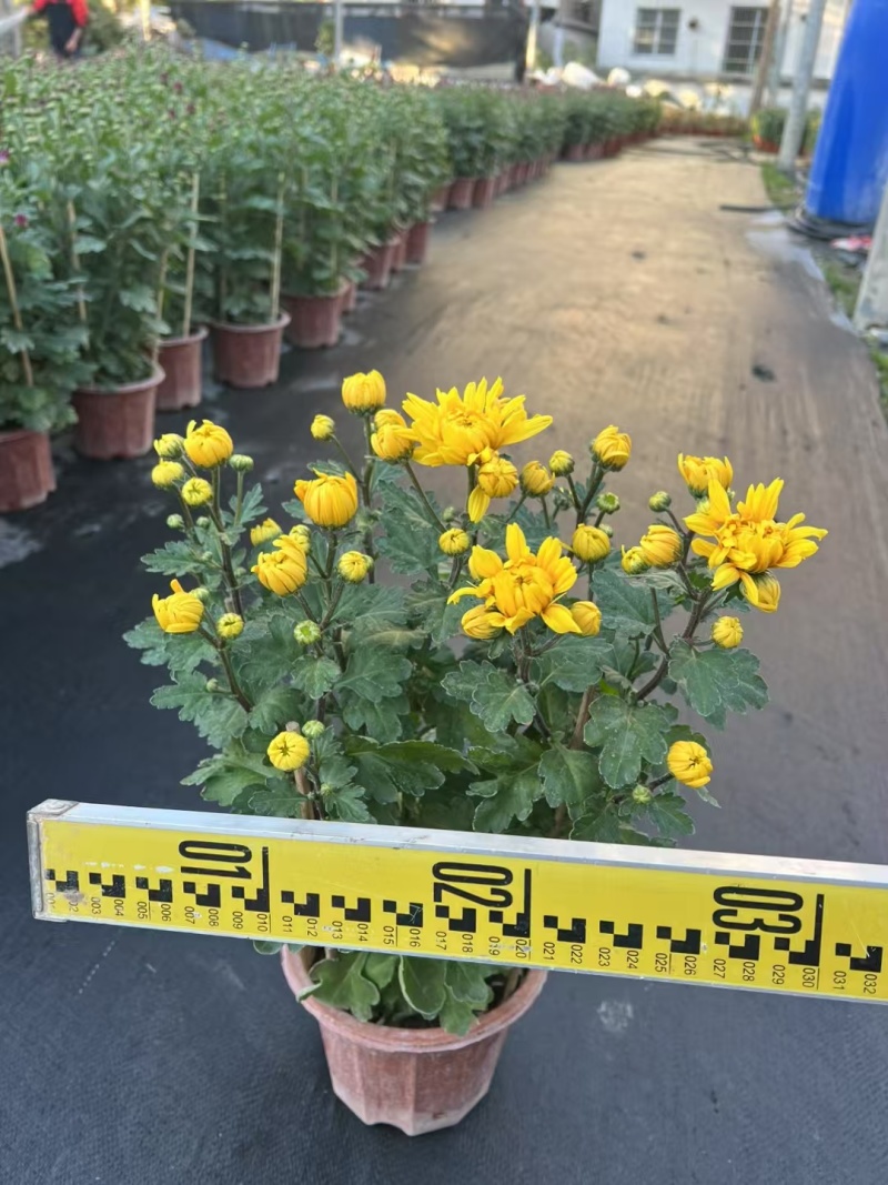 2501基地长期批发供应各种菊花盆栽年宵摆花
