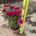 2501基地长期批发供应各种菊花盆栽年宵摆花