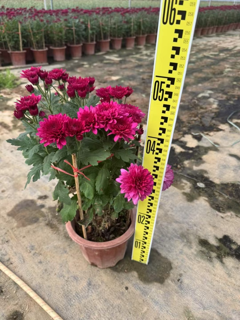 2501基地长期批发供应各种菊花盆栽年宵摆花