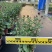 2501基地长期批发供应各种菊花盆栽年宵摆花