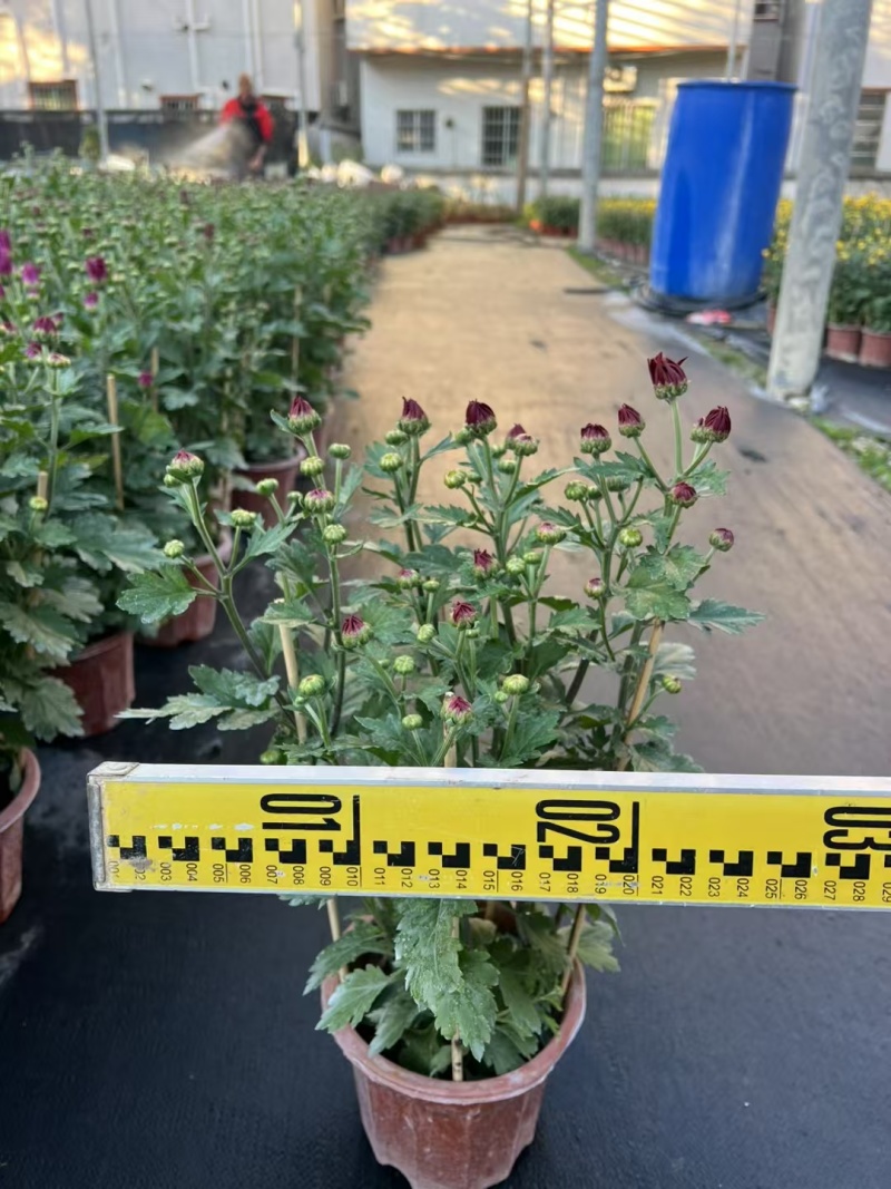 2501基地长期批发供应各种菊花盆栽年宵摆花