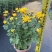 2501基地长期批发供应各种菊花盆栽年宵摆花