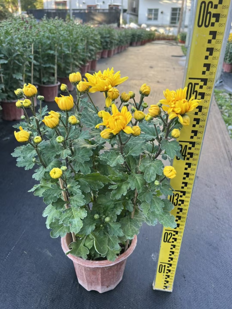 2501基地长期批发供应各种菊花盆栽年宵摆花