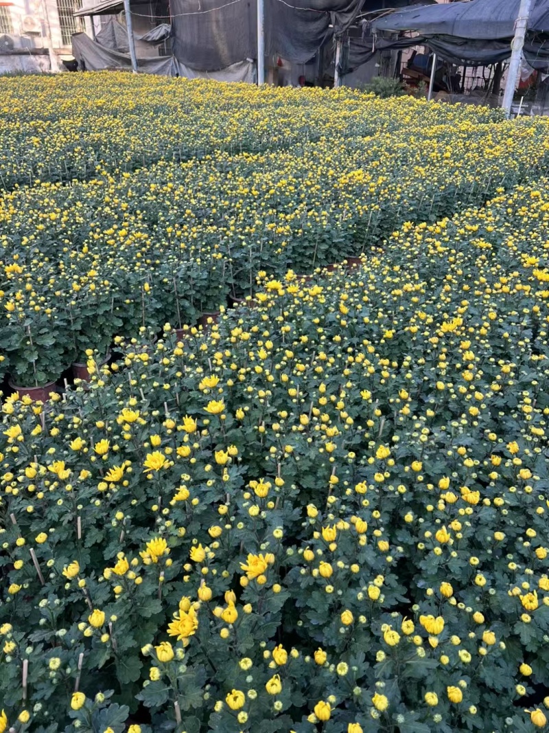 2501基地长期批发供应各种菊花盆栽年宵摆花