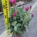 2501基地长期批发供应各种菊花盆栽年宵摆花