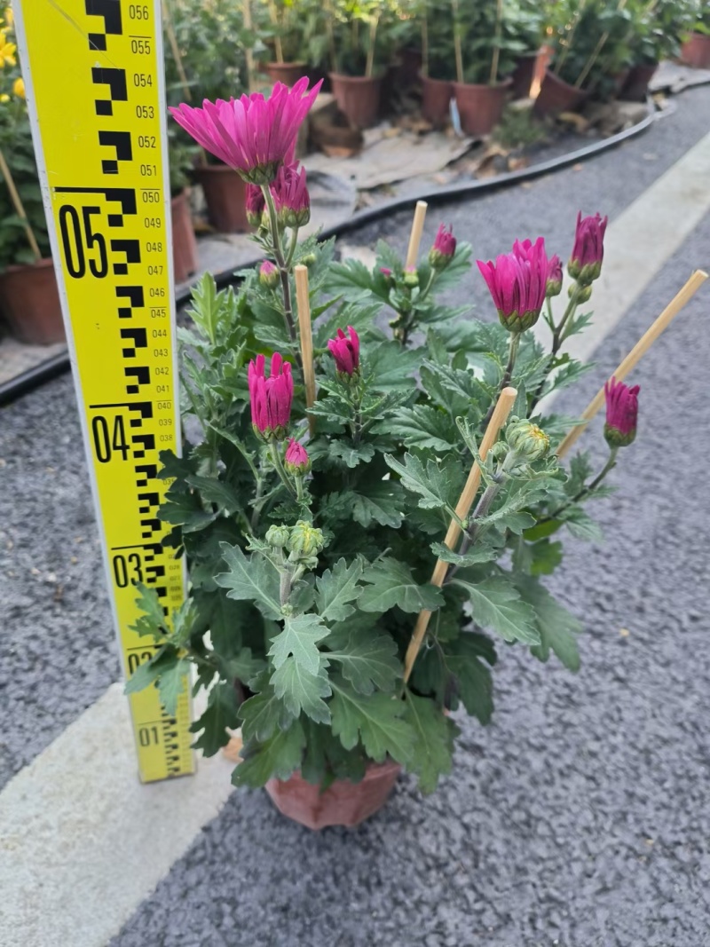 2501基地长期批发供应各种菊花盆栽年宵摆花