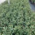 2501基地长期批发供应各种菊花盆栽年宵摆花