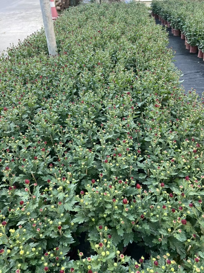 2501基地长期批发供应各种菊花盆栽年宵摆花