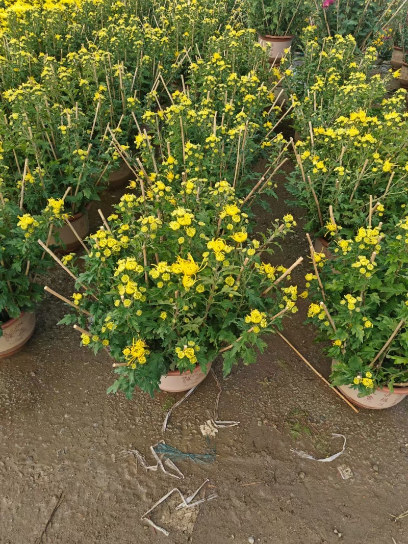 2501基地长期批发供应各种菊花盆栽年宵摆花