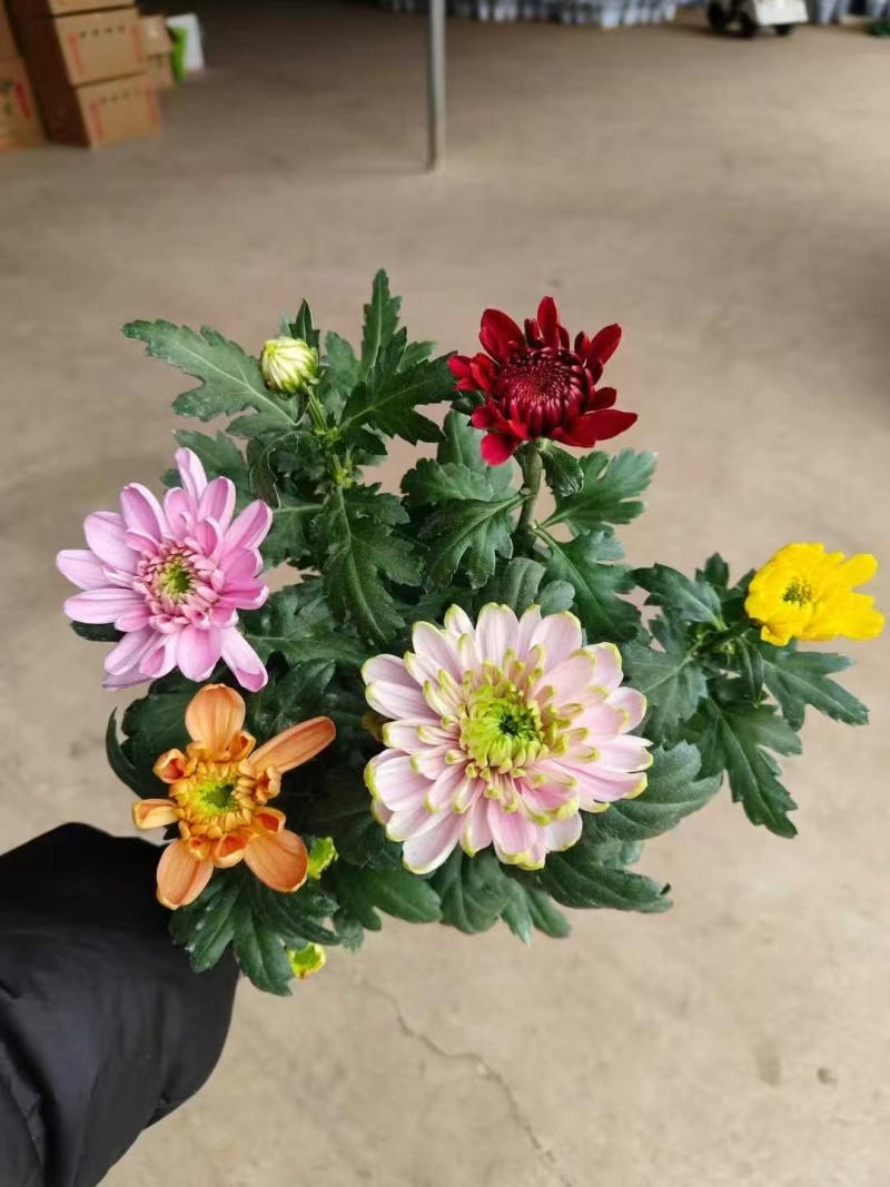 2501基地长期批发供应各种菊花盆栽年宵摆花