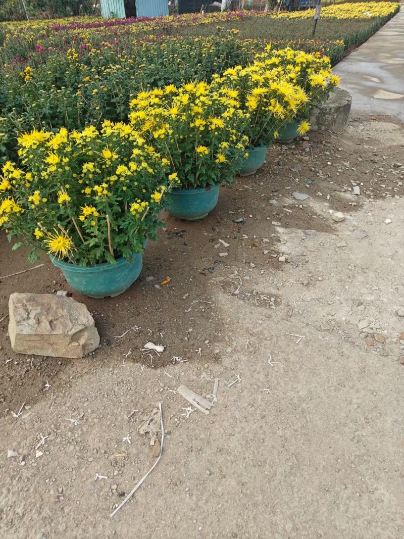 2501基地长期批发供应各种菊花盆栽年宵摆花