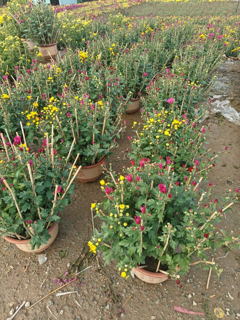 2501基地长期批发供应各种菊花盆栽年宵摆花