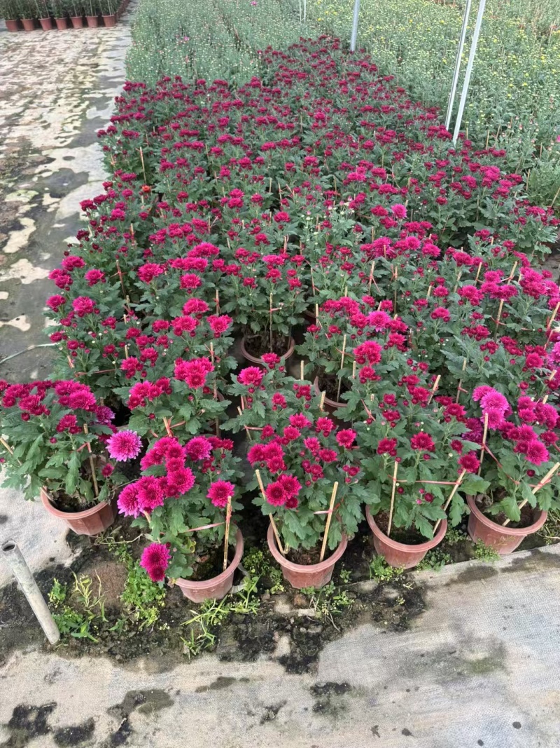 2501基地长期批发供应各种菊花盆栽年宵摆花