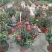 2510基地批发供应春节年宵花卉摆花菊花盆景