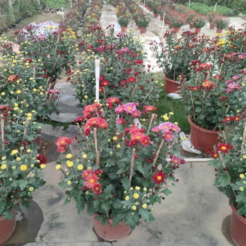 2510基地批发供应春节年宵花卉摆花菊花盆景