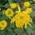 2510基地批发供应春节年宵花卉摆花菊花盆景