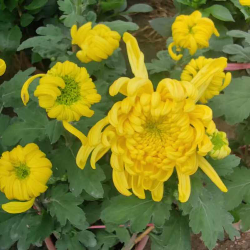 2510基地批发供应春节年宵花卉摆花菊花盆景