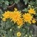 2510基地批发供应春节年宵花卉摆花菊花盆景